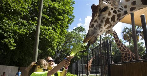 Naples zoo photos - Naples Zoo is a nationally accredited zoo and charitable institution in Southwest Florida that features a full day of fun activities. Plan your trip to the zoo, today! 